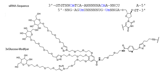 coronaclusterp12